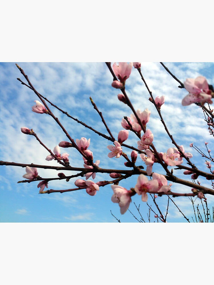 Pfirsich-Blüte von Gourmetkater