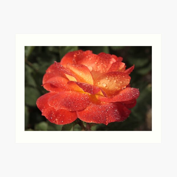 Sparkling Rose Art Print