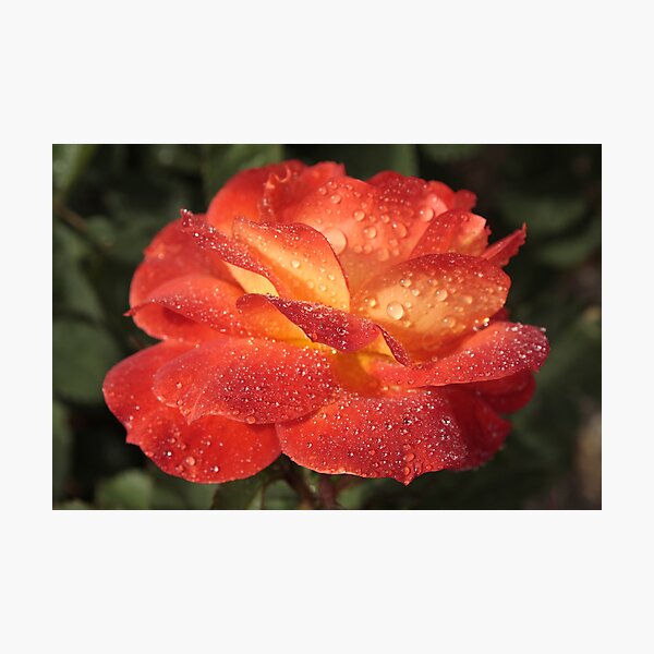 Sparkling Rose Photographic Print