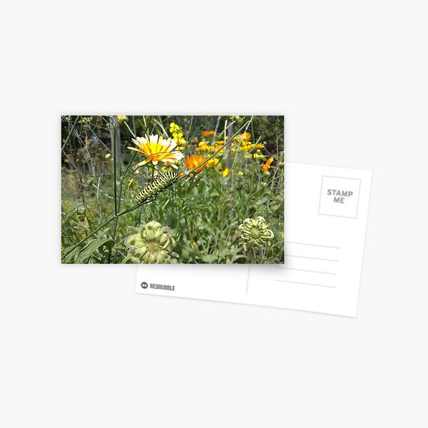 Raupe Postkarte