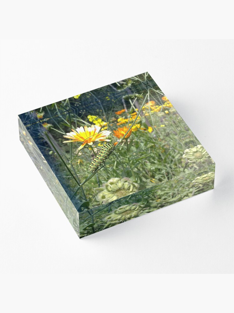 Alternative Ansicht von Raupe Acrylblock