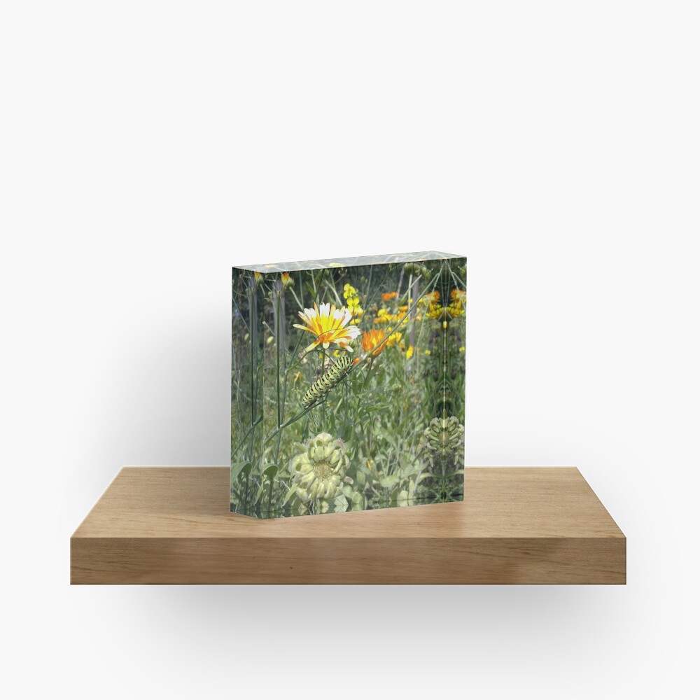 Raupe Acrylblock