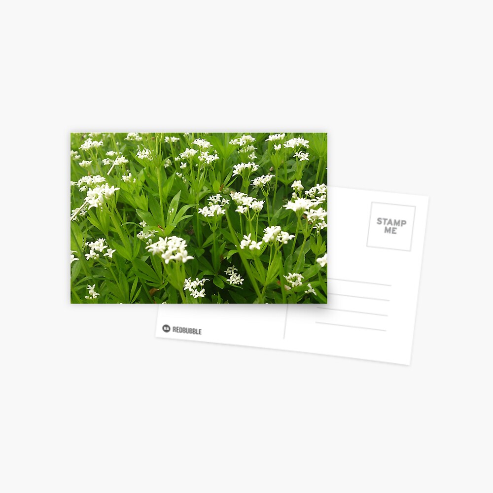 Unser Waldmeister Postkarte