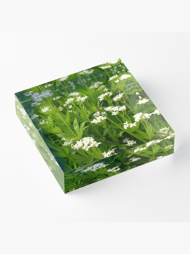 Alternative Ansicht von Unser Waldmeister Acrylblock