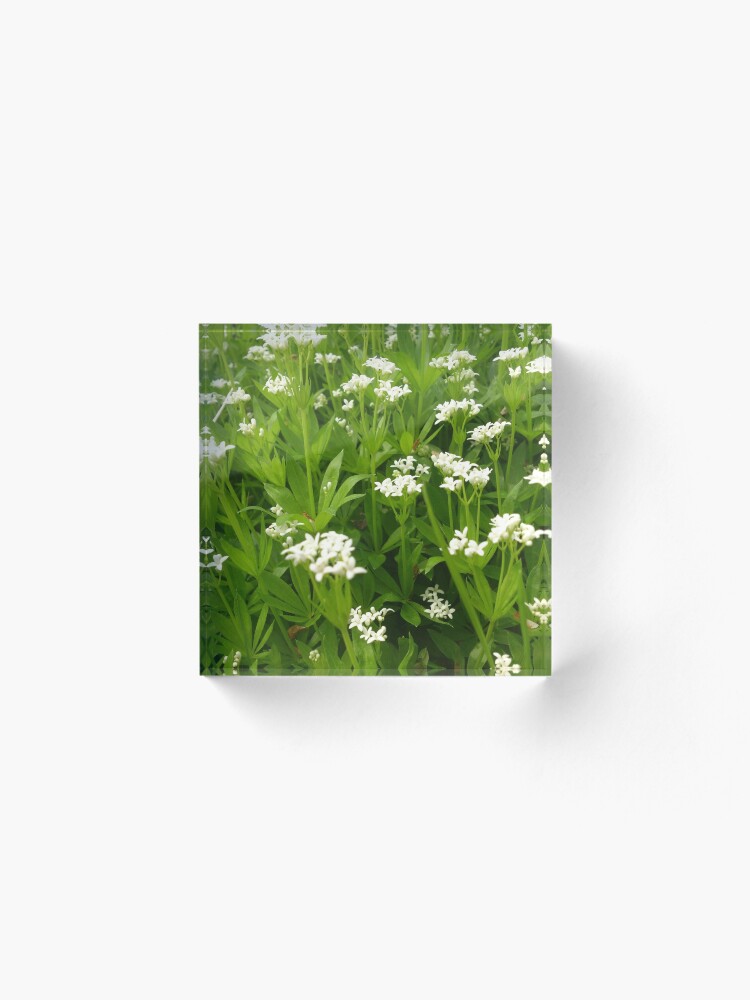 Alternative Ansicht von Unser Waldmeister Acrylblock