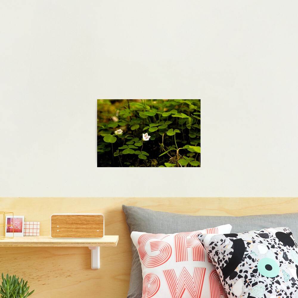 Wood Sorrel, Ness Woods, County Derry Photographic Print
