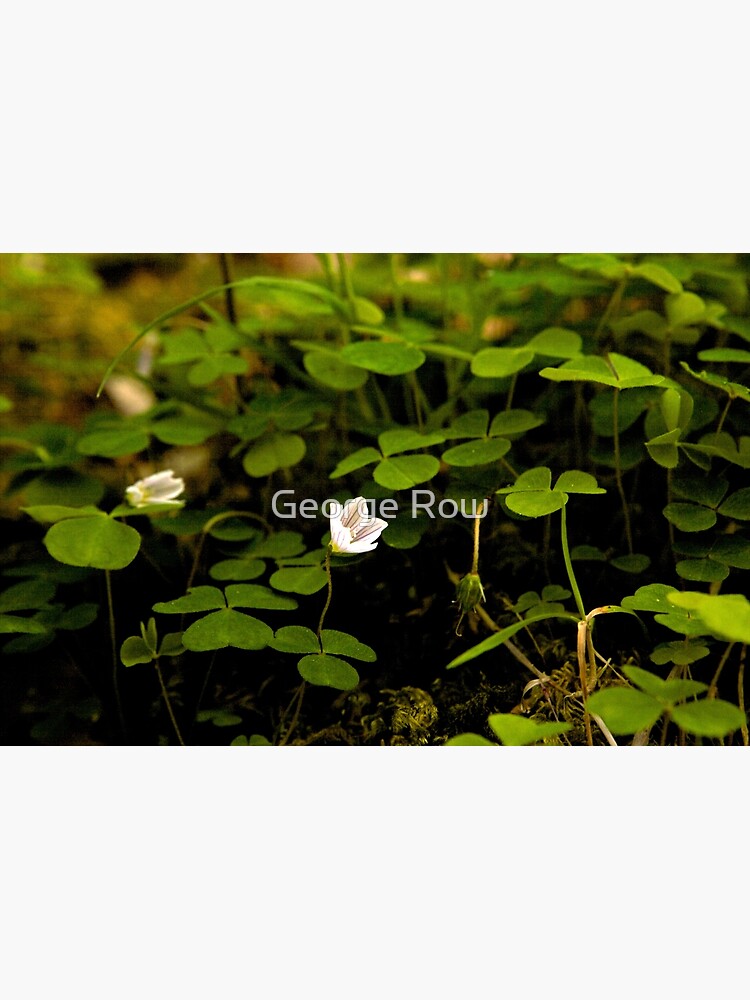 Wood Sorrel, Ness Woods, County Derry by VeryIreland
