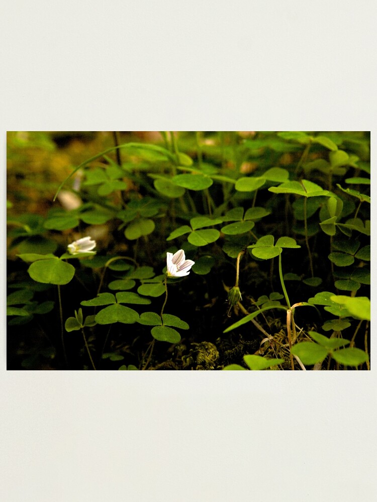 Alternate view of Wood Sorrel, Ness Woods, County Derry Photographic Print