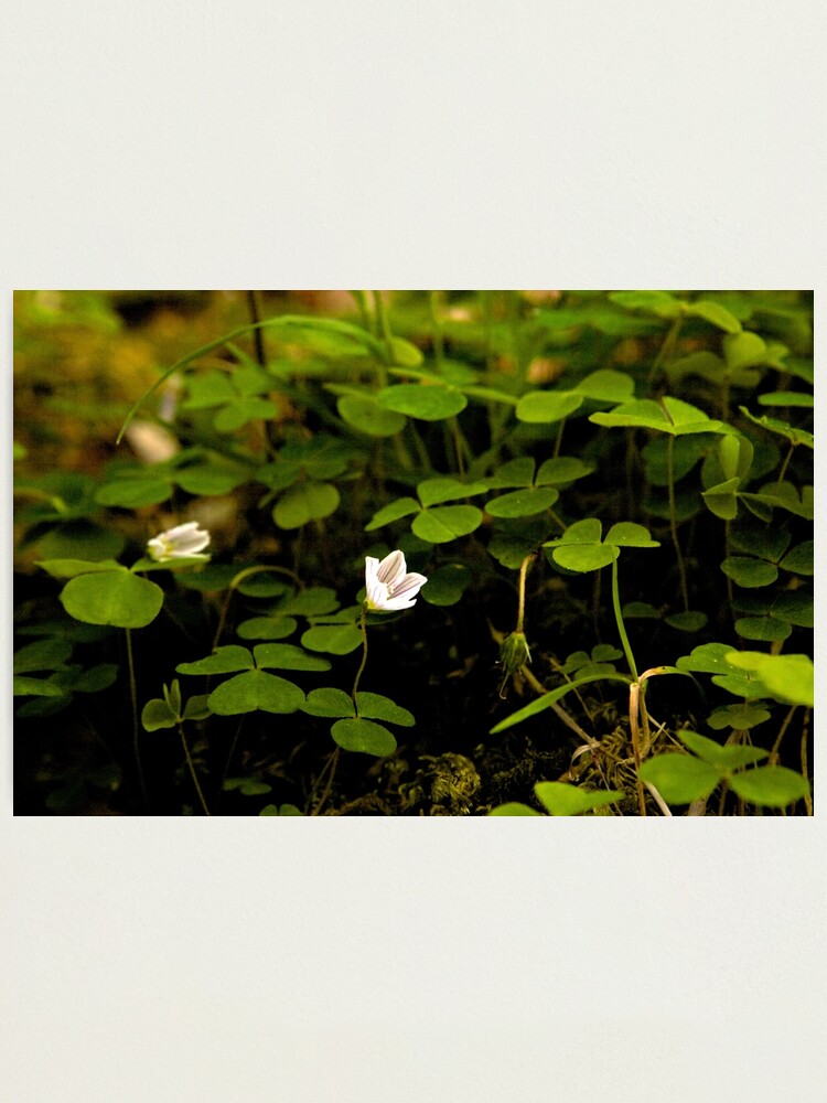 Alternate view of Wood Sorrel, Ness Woods, County Derry Photographic Print