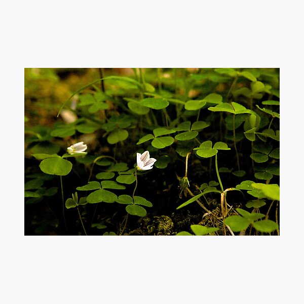 Wood Sorrel, Ness Woods, County Derry Photographic Print