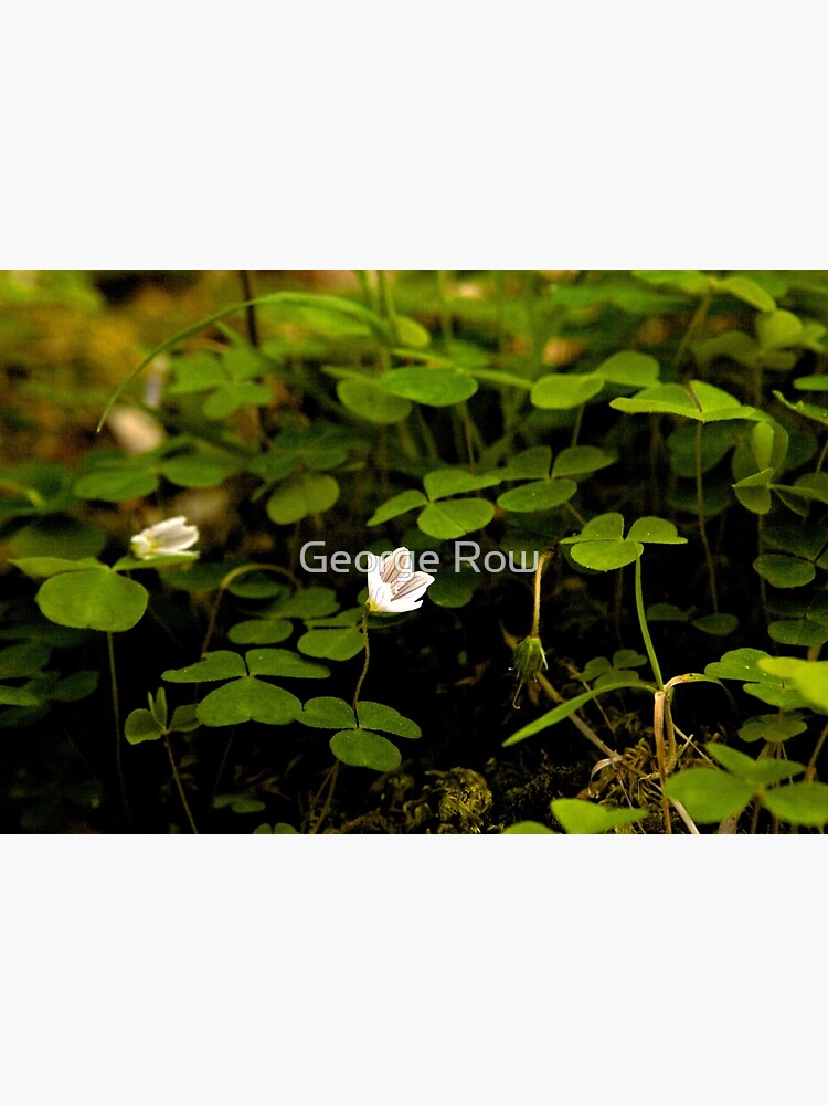 Wood Sorrel, Ness Woods, County Derry by VeryIreland
