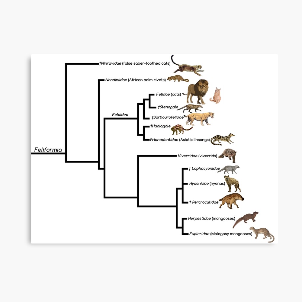 Felidae Cat Family Tree Carnivora Feline Family Tree Felidae