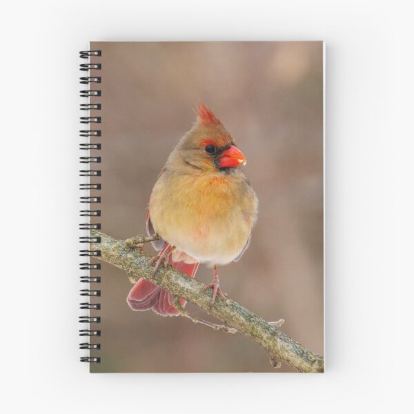 Item preview, Female cardinal designed and sold by FlyingLilly.