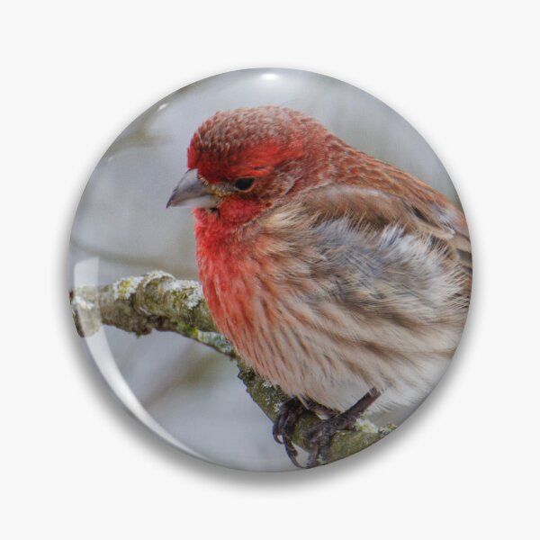 Item preview, House finch  designed and sold by FlyingLilly.