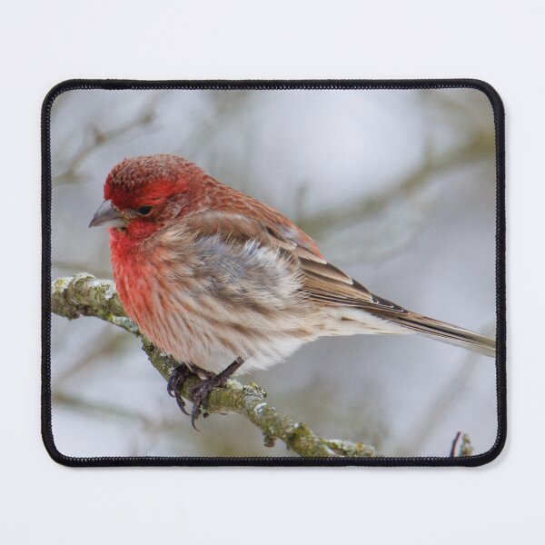 Item preview, House finch designed and sold by FlyingLilly.