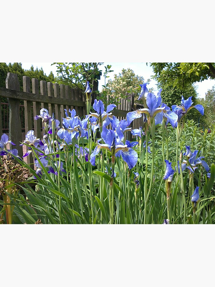 Iris am Garten-Zaun von Gourmetkater