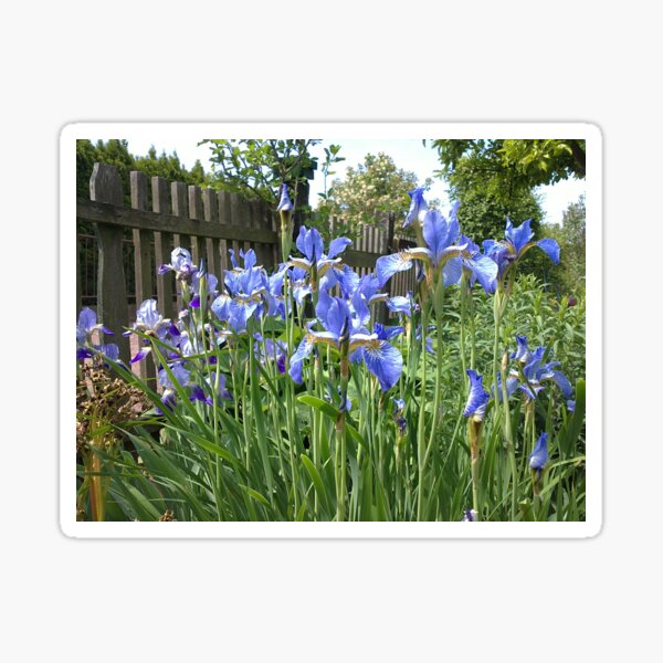 Item preview, Iris at the garden fence designed and sold by Gourmetkater.