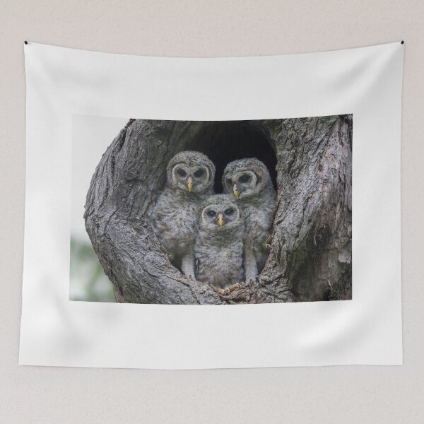 Item preview, Adorable Siblings designed and sold by Puttaswamy Ravishankar.