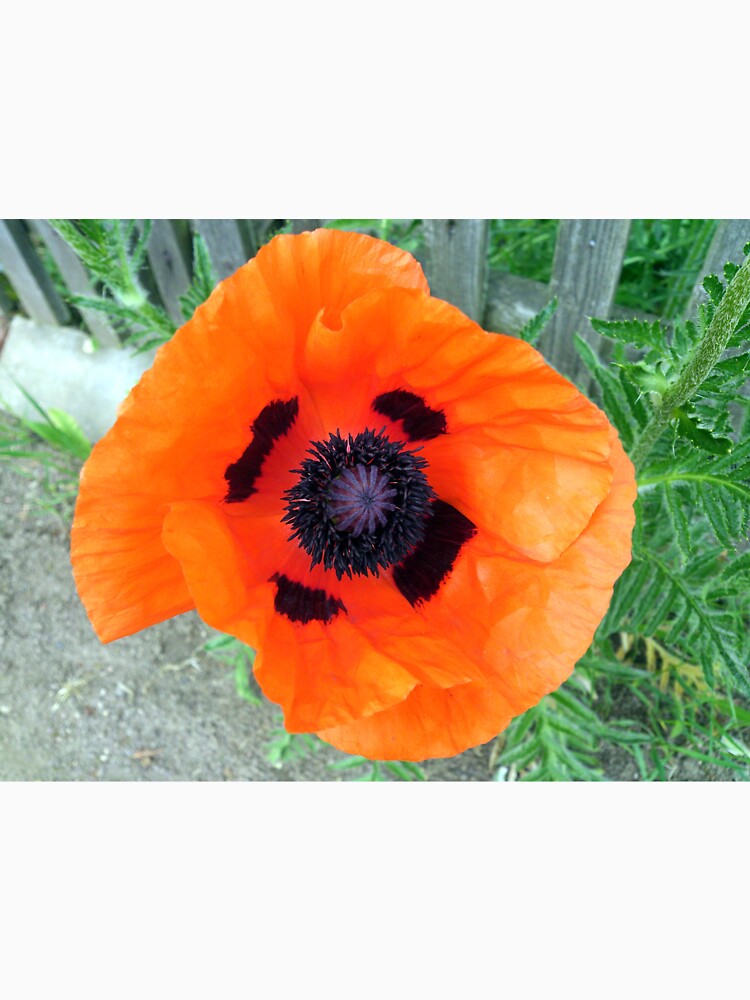Große Mohn-Blüte von Gourmetkater