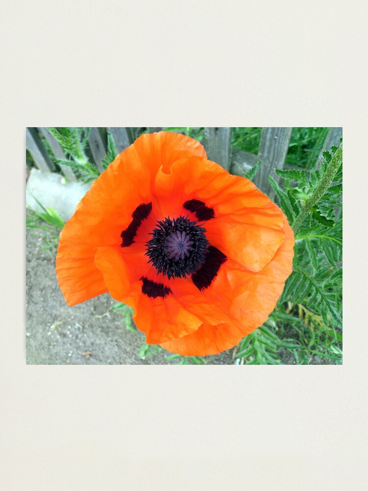 Alternative Ansicht von Große Mohn-Blüte Fotodruck