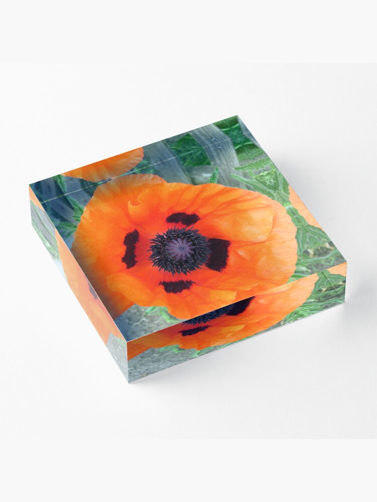 Alternative Ansicht von Große Mohn-Blüte Acrylblock