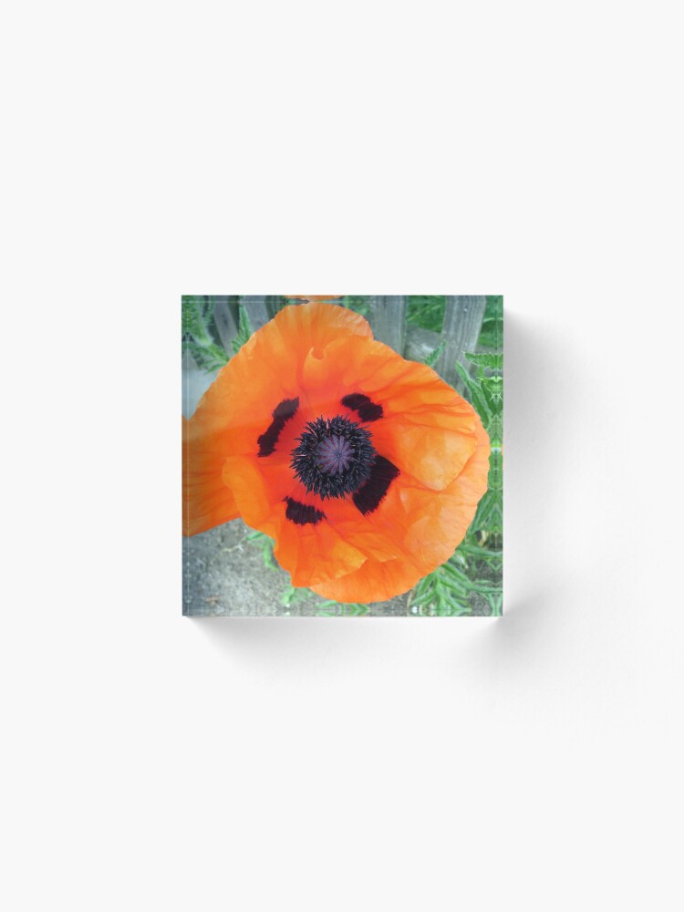 Alternative Ansicht von Große Mohn-Blüte Acrylblock