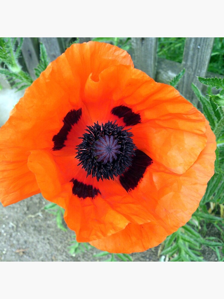 Große Mohn-Blüte von Gourmetkater