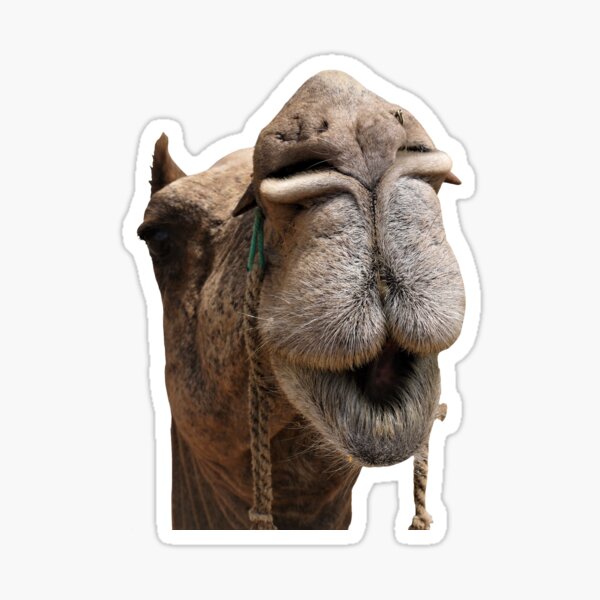 Item preview, Camel designed and sold by BIIPT.