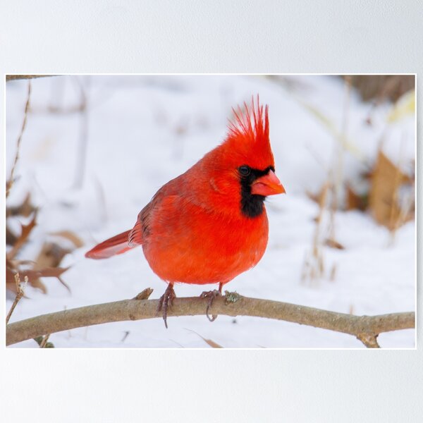 Item preview, Northern Cardinal  designed and sold by FlyingLilly.