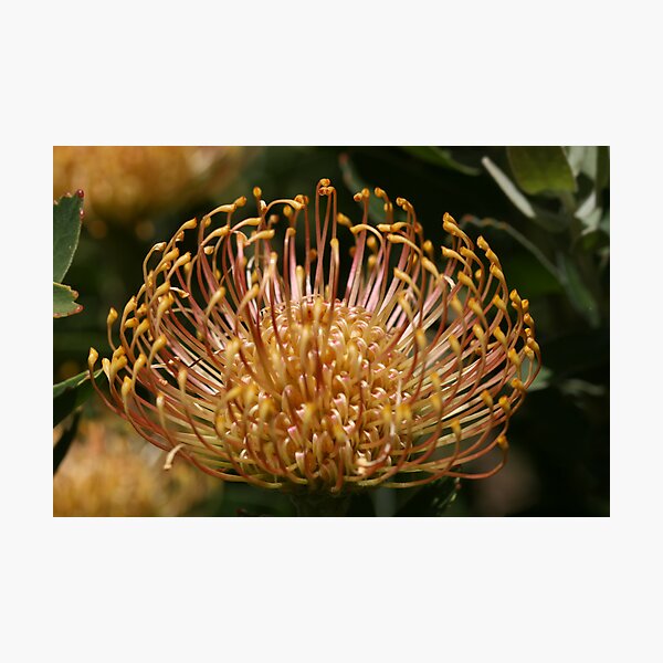 Cobweb Broom Photographic Print