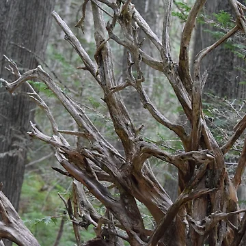 Artwork thumbnail, Tree Roots by MontanaWolves21