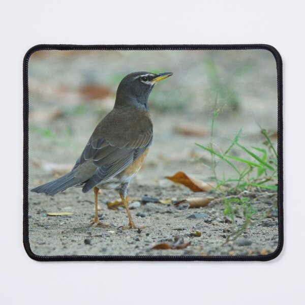 Item preview, Eyebrowed Thrush designed and sold by hamsambly.
