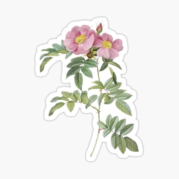Item preview, Prairie rose  designed and sold by Letter & Petal.