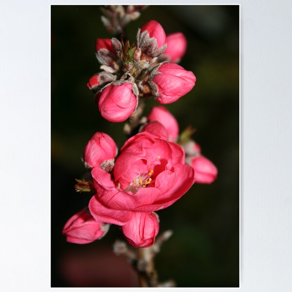 Item preview, Pretty in Pink designed and sold by twodoggardens.