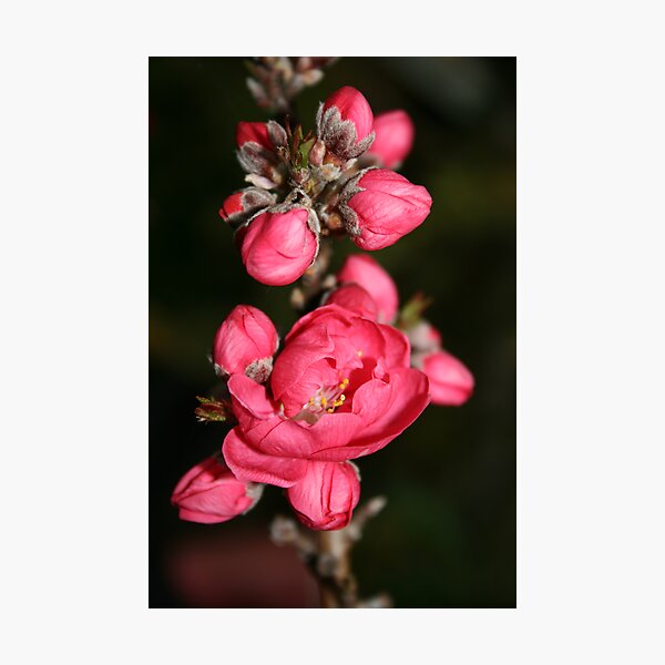 Item preview, Pretty in Pink designed and sold by twodoggardens.