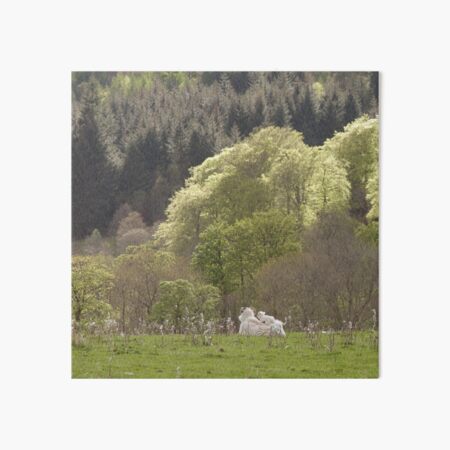 Lamb and mother Art Board Print