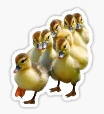 Ducklings! Sticker