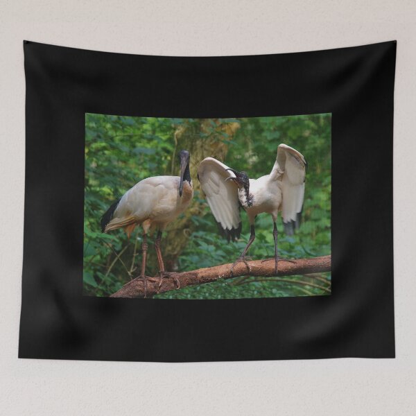 Item preview, Sacred Ibis designed and sold by lezvee.