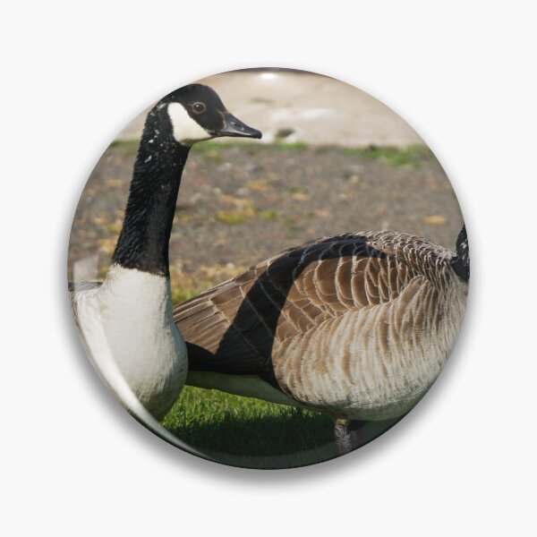 Item preview, Duck walk in the sun designed and sold by hillydevon.