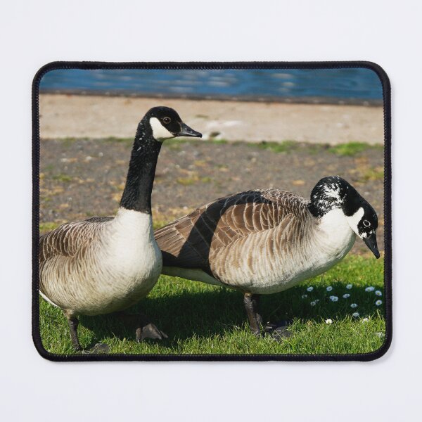 Item preview, Duck walk in the sun designed and sold by hillydevon.