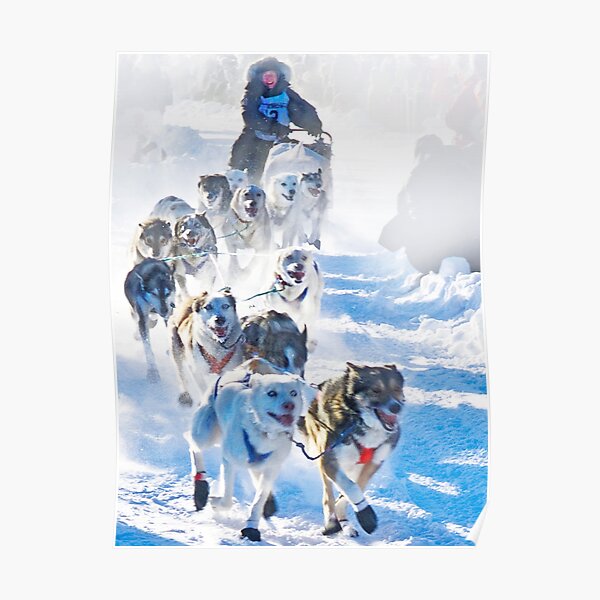 Yukon Quest start 2009 in Whitehorse, Yukon Poster