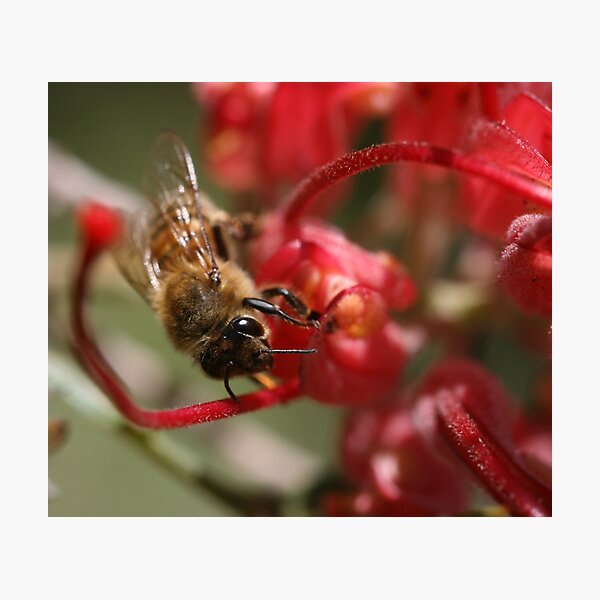 Bee June 2011 Photographic Print