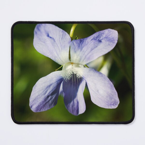Item preview, Violet flower designed and sold by Milan Latta.