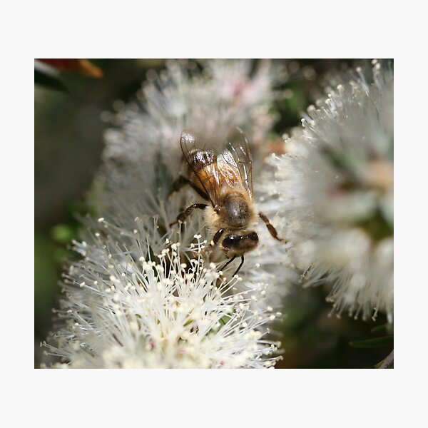 Bee July 2010 Photographic Print
