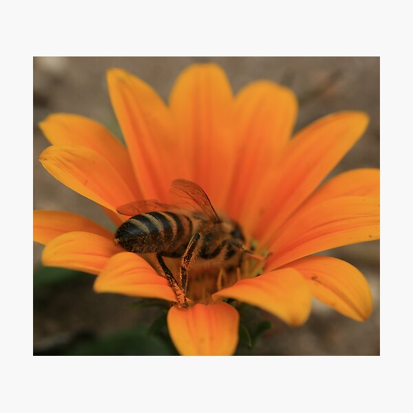 Bee August 2011 Photographic Print