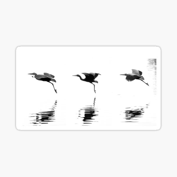 Heron on the lake Sticker