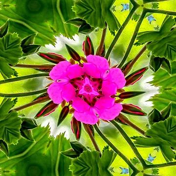 Artwork thumbnail, Peruvian Lily Pattern by Patternflower
