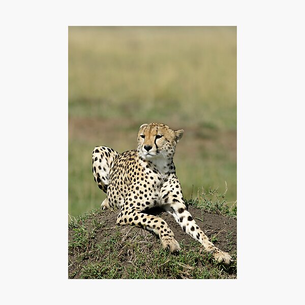 Cheetah Impression photo