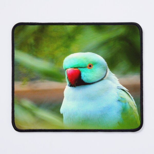 Item preview, Indian Ringneck Parakeet designed and sold by oxyten.
