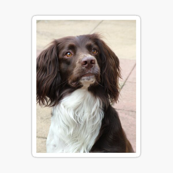 George II Sticker